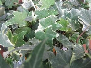 育てやすい観葉植物！！｜「フロリストシャイン」　（大阪府大阪市淀川区の花キューピット加盟店 花屋）のブログ