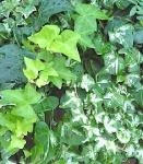 育てやすい観葉植物です！！｜「フロリストシャイン」　（大阪府大阪市淀川区の花キューピット加盟店 花屋）のブログ