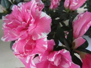 これからのシーズンにオススメ！！｜「フロリストシャイン」　（大阪府大阪市淀川区の花キューピット加盟店 花屋）のブログ