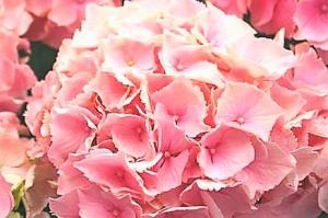 華やかアジサイ！！｜「フロリストシャイン」　（大阪府大阪市淀川区の花キューピット加盟店 花屋）のブログ