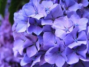 今からのシーズン！！｜「フロリストシャイン」　（大阪府大阪市淀川区の花キューピット加盟店 花屋）のブログ