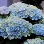 綺麗なお花が楽しめますヨ！！｜「フロリストシャイン」　（大阪府大阪市淀川区の花キューピット加盟店 花屋）のブログ