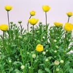 綺麗なアップライトイエロー！！｜「フロリストシャイン」　（大阪府大阪市淀川区の花キューピット加盟店 花屋）のブログ