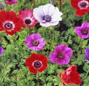 華やかなお花です！！｜「フロリストシャイン」　（大阪府大阪市淀川区の花キューピット加盟店 花屋）のブログ