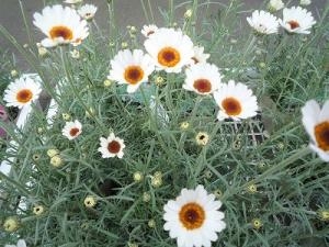育てやすい商品ですヨ！！｜「フロリストシャイン」　（大阪府大阪市淀川区の花キューピット加盟店 花屋）のブログ