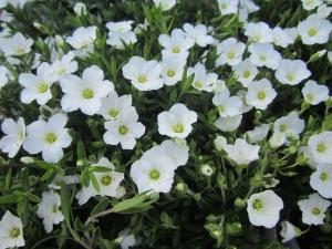 爽やかなお花！！｜「フロリストシャイン」　（大阪府大阪市淀川区の花キューピット加盟店 花屋）のブログ