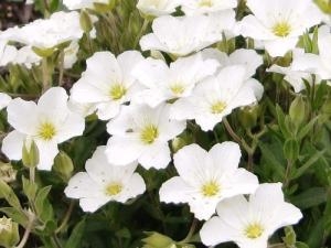 爽やか”アレナリアモンタナ”｜「フロリストシャイン」　（大阪府大阪市淀川区の花キューピット加盟店 花屋）のブログ