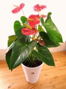 育てやすい観葉植物ですヨ！！｜「フロリストシャイン」　（大阪府大阪市淀川区の花キューピット加盟店 花屋）のブログ