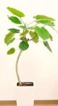 オシャレな観葉植物”ウンベラータ”｜「フロリストシャイン」　（大阪府大阪市淀川区の花キューピット加盟店 花屋）のブログ