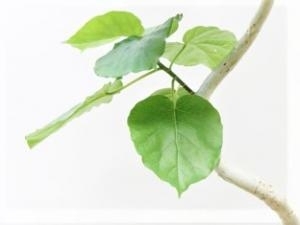 オシャレな観葉植物！！｜「フロリストシャイン」　（大阪府大阪市淀川区の花キューピット加盟店 花屋）のブログ