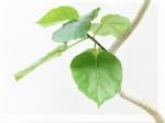 綺麗な観葉植物！！｜「フロリストシャイン」　（大阪府大阪市淀川区の花キューピット加盟店 花屋）のブログ