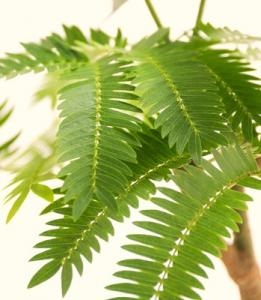 オシャレな観葉植物！！｜「フロリストシャイン」　（大阪府大阪市淀川区の花キューピット加盟店 花屋）のブログ
