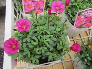 今からのシーズンにオススメ！！｜「フロリストシャイン」　（大阪府大阪市淀川区の花キューピット加盟店 花屋）のブログ