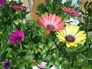 綺麗なお花が咲きますヨ！！｜「フロリストシャイン」　（大阪府大阪市淀川区の花キューピット加盟店 花屋）のブログ