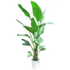 人気の観葉植物”オーガスタ”｜「フロリストシャイン」　（大阪府大阪市淀川区の花キューピット加盟店 花屋）のブログ