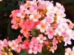 育てやすいお花！！｜「フロリストシャイン」　（大阪府大阪市淀川区の花キューピット加盟店 花屋）のブログ