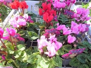 綺麗な！！｜「フロリストシャイン」　（大阪府大阪市淀川区の花キューピット加盟店 花屋）のブログ