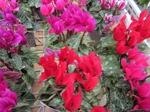 ゴージャスなお花！！｜「フロリストシャイン」　（大阪府大阪市淀川区の花キューピット加盟店 花屋）のブログ