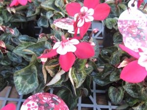 華やかなお花！！｜「フロリストシャイン」　（大阪府大阪市淀川区の花キューピット加盟店 花屋）のブログ