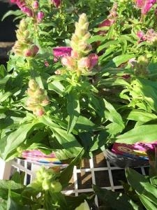 今年も入荷しました！！｜「フロリストシャイン」　（大阪府大阪市淀川区の花キューピット加盟店 花屋）のブログ