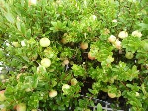 女性の方にオススメ！！｜「フロリストシャイン」　（大阪府大阪市淀川区の花キューピット加盟店 花屋）のブログ