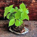 涼しげな苔玉！！｜「フロリストシャイン」　（大阪府大阪市淀川区の花キューピット加盟店 花屋）のブログ