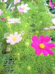 お待たせいたしました！！｜「フロリストシャイン」　（大阪府大阪市淀川区の花キューピット加盟店 花屋）のブログ