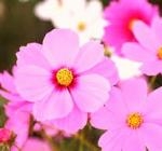 育てやすい商品”コスモス”｜「フロリストシャイン」　（大阪府大阪市淀川区の花キューピット加盟店 花屋）のブログ