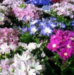 育てやすいお花！！｜「フロリストシャイン」　（大阪府大阪市淀川区の花キューピット加盟店 花屋）のブログ