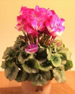 クリスマスプレゼントに！！｜「フロリストシャイン」　（大阪府大阪市淀川区の花キューピット加盟店 花屋）のブログ