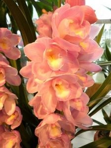御祝などにもオススメ！！｜「フロリストシャイン」　（大阪府大阪市淀川区の花キューピット加盟店 花屋）のブログ