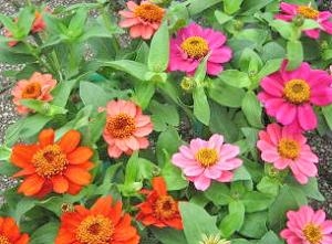 大人気で再入荷！！｜「フロリストシャイン」　（大阪府大阪市淀川区の花キューピット加盟店 花屋）のブログ