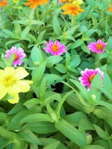 初夏のお花が続々と入荷しました！！｜「フロリストシャイン」　（大阪府大阪市淀川区の花キューピット加盟店 花屋）のブログ