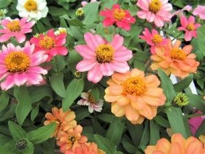 お待たせいたしました！！｜「フロリストシャイン」　（大阪府大阪市淀川区の花キューピット加盟店 花屋）のブログ