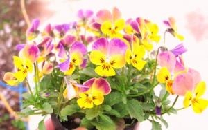 華やか”スイーツビオラ”が入荷！！｜「フロリストシャイン」　（大阪府大阪市淀川区の花キューピット加盟店 花屋）のブログ
