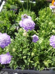 育てやすいお花ですヨ！！｜「フロリストシャイン」　（大阪府大阪市淀川区の花キューピット加盟店 花屋）のブログ