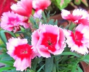 お待たせいたしました！！｜「フロリストシャイン」　（大阪府大阪市淀川区の花キューピット加盟店 花屋）のブログ