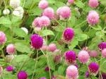 華やか“センニチコウ”入荷しました！！｜「フロリストシャイン」　（大阪府大阪市淀川区の花キューピット加盟店 花屋）のブログ