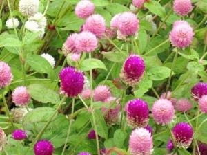 秋のガーデニングにオススメ！！｜「フロリストシャイン」　（大阪府大阪市淀川区の花キューピット加盟店 花屋）のブログ