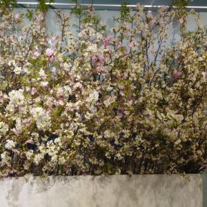 サクラの会場装花！！｜「フロリストシャイン」　（大阪府大阪市淀川区の花キューピット加盟店 花屋）のブログ