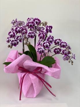 ダルメシアン？｜「彩季舎」　（群馬県高崎市の花キューピット加盟店 花屋）のブログ