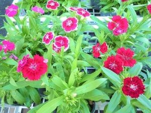 秋を感じる！！｜「フロリストシャイン」　（大阪府大阪市淀川区の花キューピット加盟店 花屋）のブログ