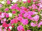 綺麗なお花！！｜「フロリストシャイン」　（大阪府大阪市淀川区の花キューピット加盟店 花屋）のブログ