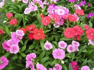 お待たせいたしました！！｜「フロリストシャイン」　（大阪府大阪市淀川区の花キューピット加盟店 花屋）のブログ