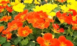 お待たせいたしました！！｜「フロリストシャイン」　（大阪府大阪市淀川区の花キューピット加盟店 花屋）のブログ