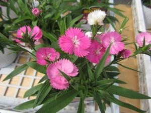 お待たせいたしました！！｜「フロリストシャイン」　（大阪府大阪市淀川区の花キューピット加盟店 花屋）のブログ