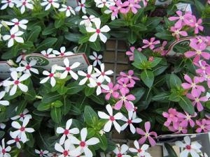 夏にオススメ！！｜「フロリストシャイン」　（大阪府大阪市淀川区の花キューピット加盟店 花屋）のブログ