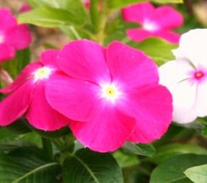 綺麗なお花が長く楽しめますよ！！｜「フロリストシャイン」　（大阪府大阪市淀川区の花キューピット加盟店 花屋）のブログ