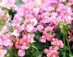 華やかなお花“ネメシア“入荷しました！！｜「フロリストシャイン」　（大阪府大阪市淀川区の花キューピット加盟店 花屋）のブログ
