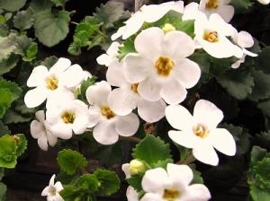 綺麗なお花が次々咲きますヨ！！｜「フロリストシャイン」　（大阪府大阪市淀川区の花キューピット加盟店 花屋）のブログ